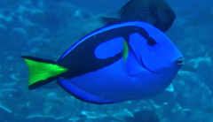 Paracanthurus hepatus