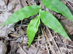 Oplismenus hirtellus setarius