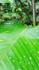 Gigantiops destructor