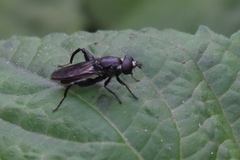 Chalcosyrphus chalybeus