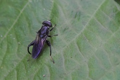 Chalcosyrphus chalybeus