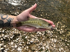 Micropterus treculii