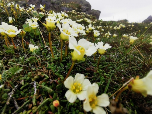Image of Diapensia obovata by (c) Валерия Ковалева, some rights reserved (CC BY)