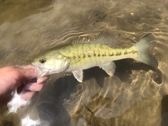 Micropterus treculii