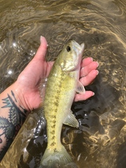 Micropterus treculii