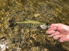 Micropterus treculii