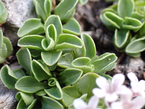Image of Valeriana supina by (c) Elias, some rights reserved (CC BY)