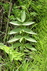 Oenantheae