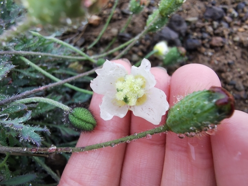 Pale Poppy (Oreomecon alborosea)