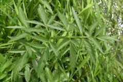 Oenantheae