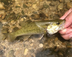 Micropterus treculii