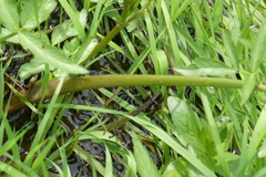 Oenantheae