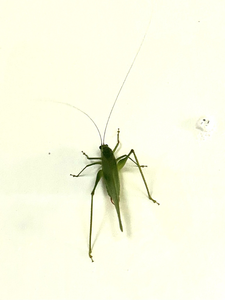 Phaneroptera magna