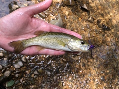 Micropterus treculii