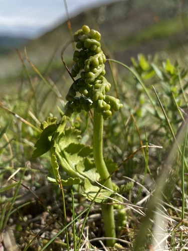 vratička (Botrychium)