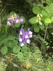 Lathyrus pauciflorus