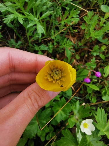 Image of Trollius riederianus by (c) Валерия Ковалева, some rights reserved (CC BY)