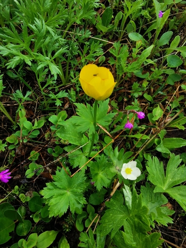 Image of Trollius riederianus by (c) Валерия Ковалева, some rights reserved (CC BY)