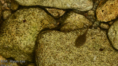 Rana huanrensis