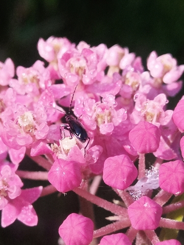 Black Diabrotica photo 5