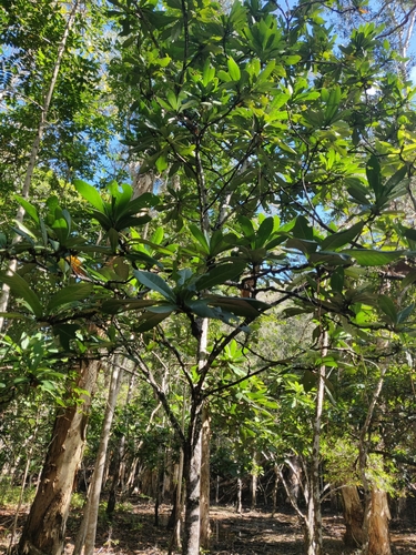 Barringtonia integrifolia observed 2024-07-13