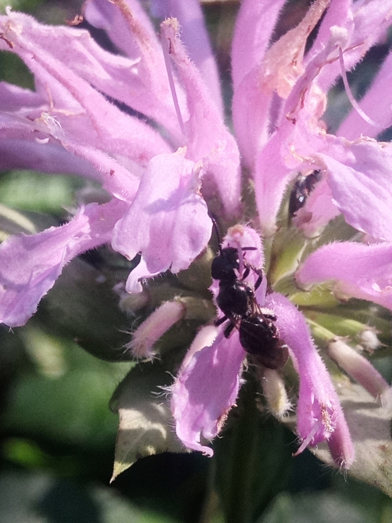 Beebalm Shortface