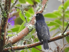 Black-And-White Seedeater photo 2