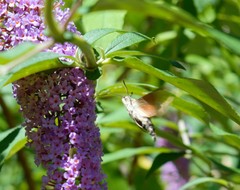 Macroglossum stellatarum