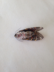 Lepidoptera