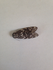 Lepidoptera