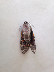 Lepidoptera