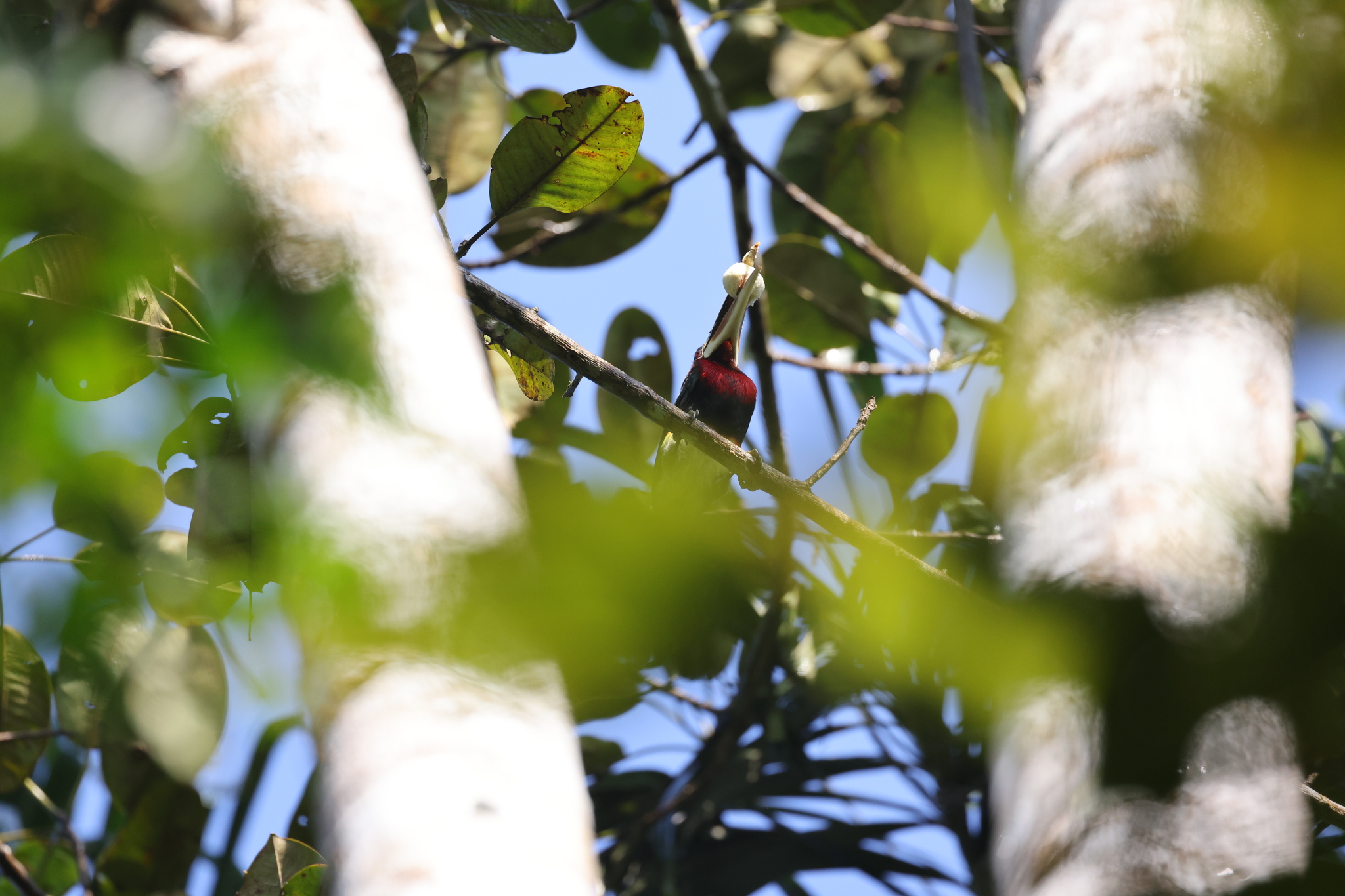 Ivory-billed Aracari (Pteroglossus azara), photo 7