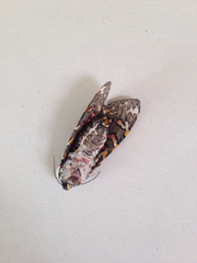 Lepidoptera