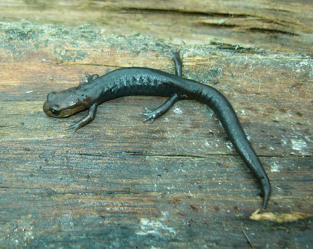 Goebel's False Brook Salamander