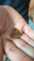 Lasiommata