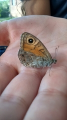 Lasiommata