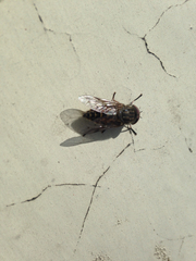 Tabanomorpha