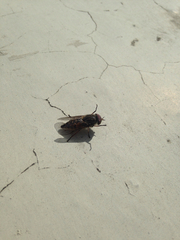 Tabanomorpha