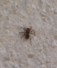 Salticidae