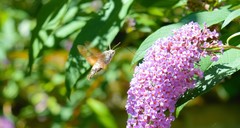 Macroglossum stellatarum