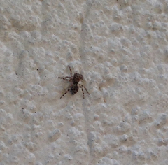 Salticidae