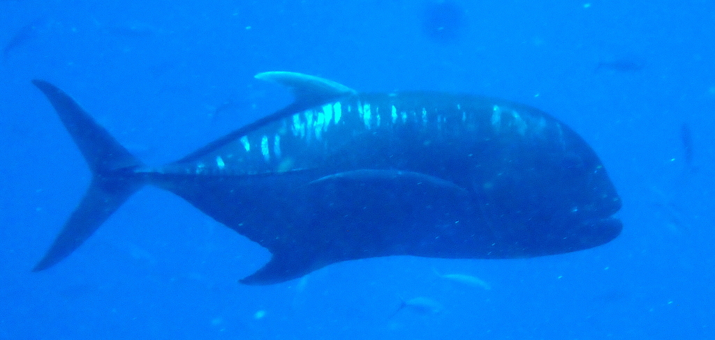 Giant trevally
