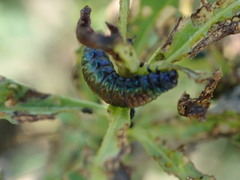 Trirhabda bacharidis