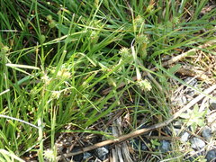 Carex extensa