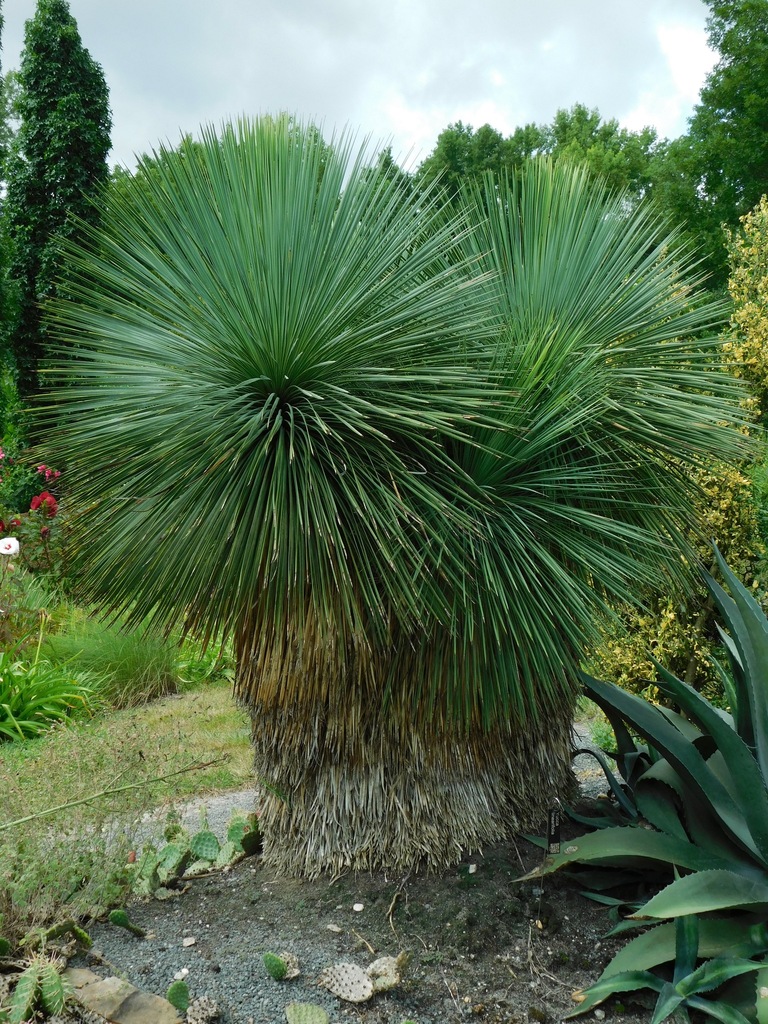linear-leaf yucca