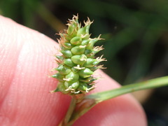 Carex extensa
