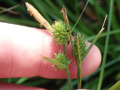 Carex extensa