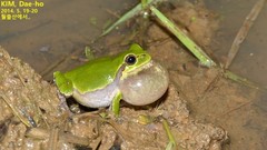 Hyla japonica