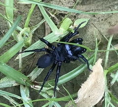 Sphodros niger