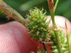 Carex extensa